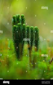 Attēlu rezultāti vaicājumam “Huperzia selago”