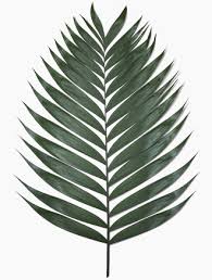 Attēlu rezultāti vaicājumam “Comatricha ellae stalked”