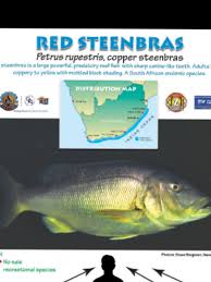 Image result for Petrus rupestris