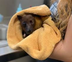 Attēlu rezultāti vaicājumam “Myotis brandtii”