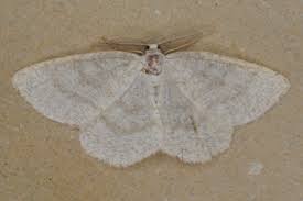 Attēlu rezultāti vaicājumam “Cabera exanthemata male”