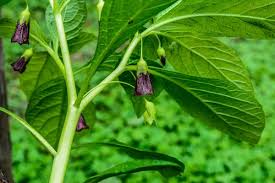 Attēlu rezultāti vaicājumam “Scopolia carniolica leaf”