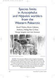 Attēlu rezultāti vaicājumam “Hippolais caligata adult”