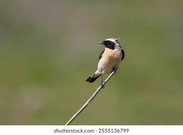 Image result for Oenanthe hispanica