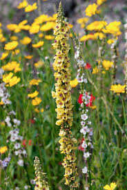 Attēlu rezultāti vaicājumam “Verbascum nigrum flower”
