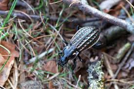 Attēlu rezultāti vaicājumam “Carabus clathratus”