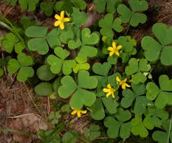 Attēlu rezultāti vaicājumam “Oxalis corniculata”
