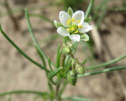Attēlu rezultāti vaicājumam “Spergula arvensis”