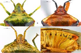Attēlu rezultāti vaicājumam “Elasmostethus interstinctus nymph”