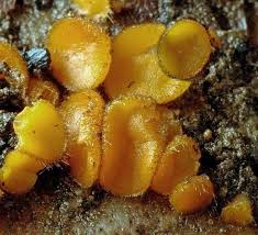 Attēlu rezultāti vaicājumam “Cheilymenia stercorea”