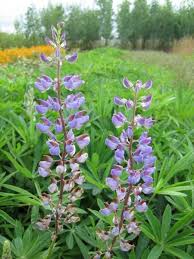 Attēlu rezultāti vaicājumam “Lupinus polyphyllus fruit”