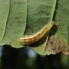 Attēlu rezultāti vaicājumam “Syrphus sp.”