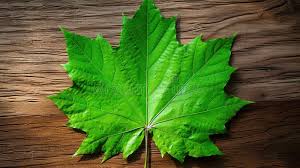 Attēlu rezultāti vaicājumam “Aubrieta deltoidea leaf”