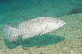 Image result for Mycteroperca olfax