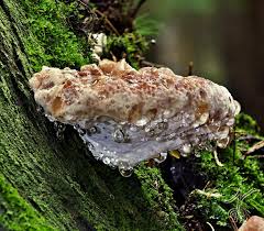 Attēlu rezultāti vaicājumam “Postia guttulata”