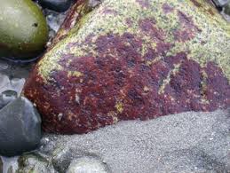 Attēlu rezultāti vaicājumam “Hildenbrandia rivularis”