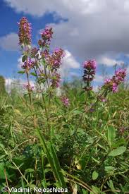 Attēlu rezultāti vaicājumam “Thymus pulegioides fruit”