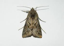 Attēlu rezultāti vaicājumam “Autographa gamma”