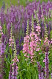 Attēlu rezultāti vaicājumam “Lythrum salicaria”