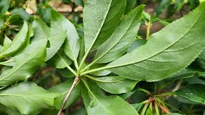 Attēlu rezultāti vaicājumam “Enkianthus chinensis”