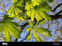 Attēlu rezultāti vaicājumam “Aesculus hippocastanum leaf”