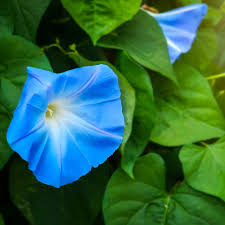 Image result for Ipomoea Heavenly Blue