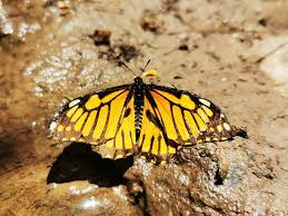Attēlu rezultāti vaicājumam “Papilionidae”