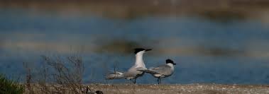 Attēlu rezultāti vaicājumam “Sterna sandvicensis”