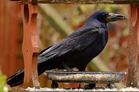 Attēlu rezultāti vaicājumam “Corvus frugilegus adult”