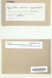 Attēlu rezultāti vaicājumam “Polytrichastrum longisetum”