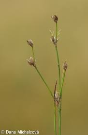 Attēlu rezultāti vaicājumam “Juncus bulbosus”