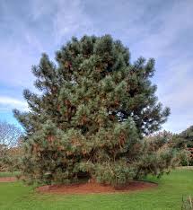 Attēlu rezultāti vaicājumam “Pinus”
