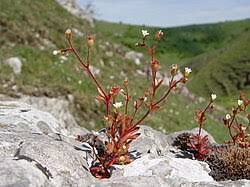 Attēlu rezultāti vaicājumam “Saxifraga tridactylites flower”