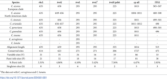 Attēlu rezultāti vaicājumam “Calypogeia azurea cells”