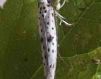 Attēlu rezultāti vaicājumam “Yponomeuta plumbella”