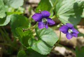 Attēlu rezultāti vaicājumam “Galinsoga quadriradiata flower”