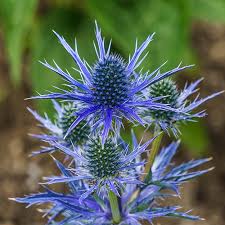Image result for Eryngium `Blue Hobbit`