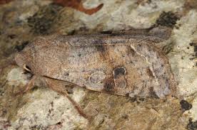 Attēlu rezultāti vaicājumam “Orthosia incerta”