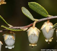 Attēlu rezultāti vaicājumam “Chamaedaphne calyculata flower”
