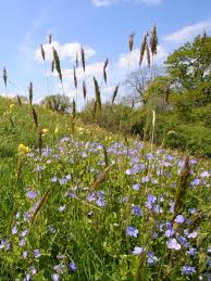 Attēlu rezultāti vaicājumam “Anthoxanthum odoratum flower”