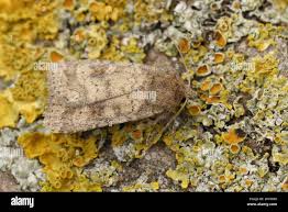 Attēlu rezultāti vaicājumam “Caradrina morpheus”