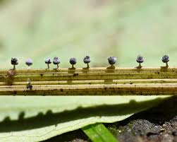 Attēlu rezultāti vaicājumam “Didymium squamulosum stalked”