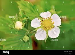 Attēlu rezultāti vaicājumam “Fragaria vesca flower”