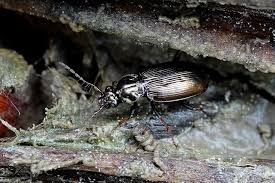 Attēlu rezultāti vaicājumam “Loricera pilicornis”