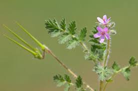 Attēlu rezultāti vaicājumam “Erodium cicutarium bud”