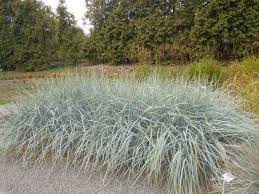 Attēlu rezultāti vaicājumam “Leymus arenarius”