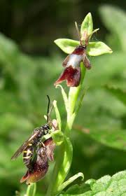 Attēlu rezultāti vaicājumam “Ophrys insectifera flower”
