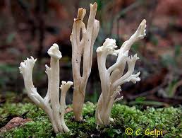 Attēlu rezultāti vaicājumam “Clavulina rugosa”