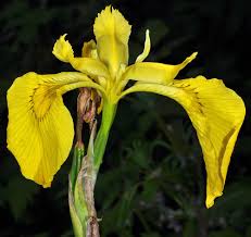 Attēlu rezultāti vaicājumam “Iris pseudacorus flower”