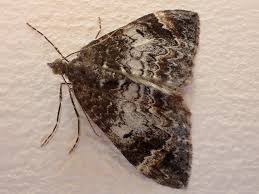 Attēlu rezultāti vaicājumam “Dysstroma truncata”